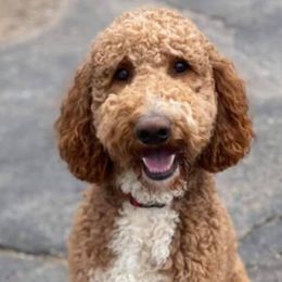 Labradoodles from Burgener Run Labradoodles