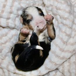 Bernedoodle, Cavapoo, and Pomsky Puppies from Cuddle Paws