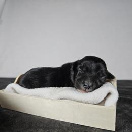 Brave - Black and white male Aussiedoodle puppy in Doerun, Georgia from Twig & Tail Puppies