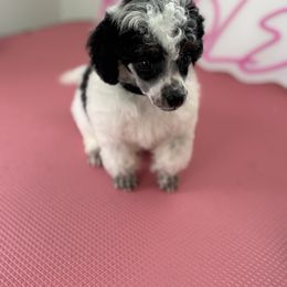 Domino - Parti male Poodle puppy in Sumter, South Carolina from Lixira Poodles