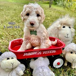 Reed - Fawn and white male Sheepadoodle puppy in Cambridge, Ohio from Sweet Creek Pups