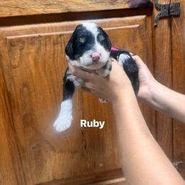 Ruby - Tri-color female Bernedoodle puppy in Carmichaels, Pennsylvania from JensenBelle Doodles