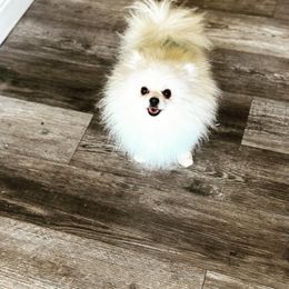 Rocco - Pomeranian