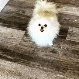 Rocco - Pomeranian
