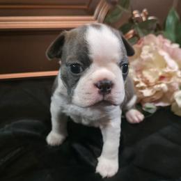 Tootsie Mae - Blue female Boston Terrier puppy in Kingsport, Tennessee from Irish Heart Bostons