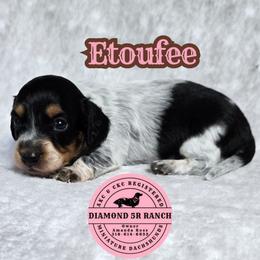 ETOUFEE - Piebald female Dachshund puppy in Columbia, Louisiana from Diamond 5R Ranch AKC & CKC Miniature Dachshunds