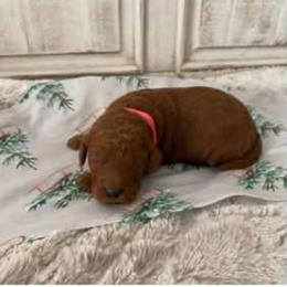 Goldendoodle, Labrador Retriever, and Poodle Puppies from Sagebrush Labradors and Doodles