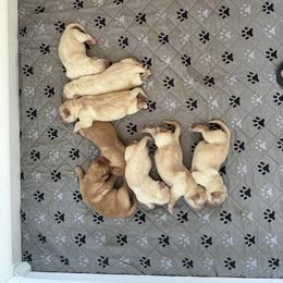 Girl 7 - Yellow female Labrador Retriever puppy in Ranchita, California from Pacific Crest Labradors