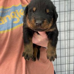 Yellow - Black and rust male Beauceron puppy in Floyd’s Knobs, Indiana from Birdwing Beaucerons