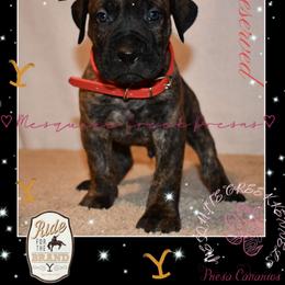 Perro de Presa Canario Puppies from Mesquite Creek Kennels
