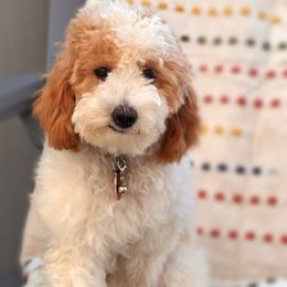 Griffey - Goldendoodle