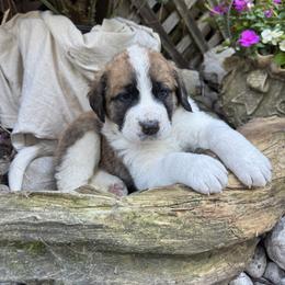 Haze - Brown and white female Saint Berdoodle puppy in Traverse City, Michigan from Bare Paws Saint Berdoodles
