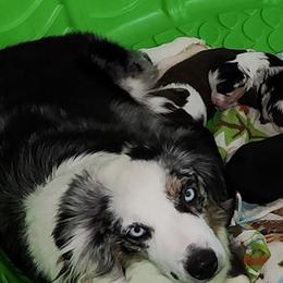 Dezi - Miniature Australian Shepherd