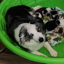 Dezi - Miniature Australian Shepherd