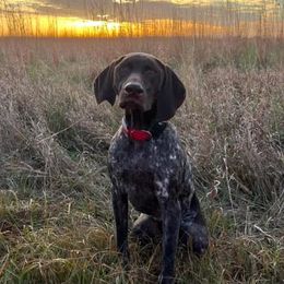 German Shorthaired Pointers from Pine Barrens GSPs