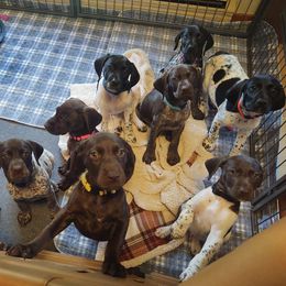 German Shorthaired Pointer Puppies from Sutheimer GSP'S