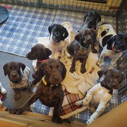 German Shorthaired Pointer Puppies from Sutheimer GSP'S