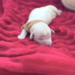 Munchkin - Apricot male Cavapoo puppy in Chino, California from Coopers Lane Puppies