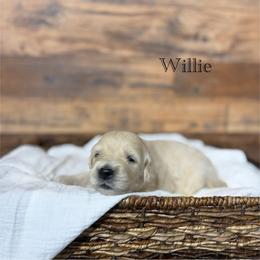 Willie - Golden male Golden Retriever puppy in Fruitland, Idaho from Bethel Retrievers