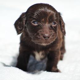 Dachshund Puppies from Tygart Creek Dachshunds