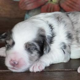 Kenzie Blue Merle and White - Blue merle female Aussiedoodle puppy in Lawton, Oklahoma from Lindsey’s Aussies