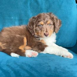 Golden (blue) - Red tri-color female Aussiedoodle puppy in Watertown, Wisconsin from Little Bear Paws Aussiedoodles