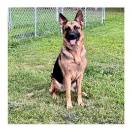 Luna - German Shepherd