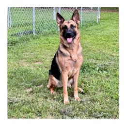 Luna - German Shepherd