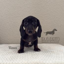 Ross - Black and tan male Dachshund puppy in Royse City, Texas from Truehearted Miniature Dachshunds