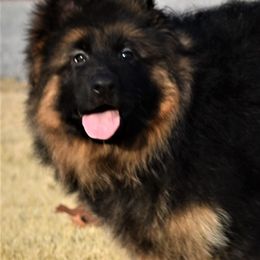 German Shepherd Puppies from Extreme German Shepherds