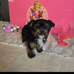 Sophie - Black and tan female Yorkshire Terrier puppy in Callahan, Florida from Nikki's Precious Yorkies
