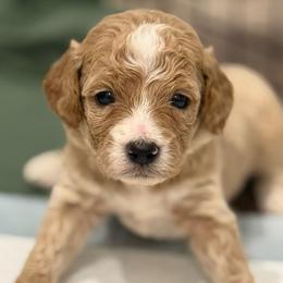 Arlo - Cream male Goldendoodle puppy in Ambrose, Georgia from Brandilyn's Aussies