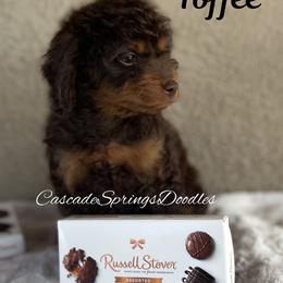 Toffee - Chocolate male Cavapoo puppy in Utah County, Utah from Cascade Springs Doodles