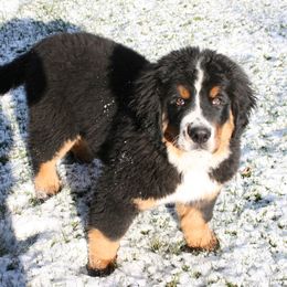 Bernese Mountain Dogs from de Wit Family Bernese