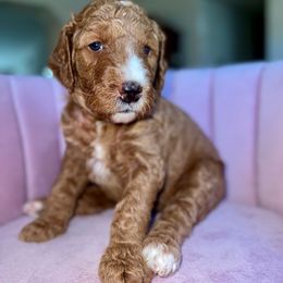 Malibu - Apricot female Goldendoodle puppy in Lancaster, California from Kid's Best Doodle