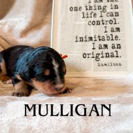 Mulligan (Orange collar) - Tri-color male Bernedoodle puppy in Boiling Springs, South Carolina from OlliePups, LLC