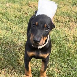 Girl 3 - Black and rust female Doberman Pinscher puppy in Centralia, Missouri from TopSpots Farm