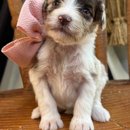 Peach - Chocolate merle female Bernedoodle puppy in Curtice, Ohio from The Pink Doghouse