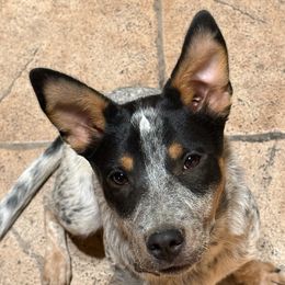 Australian Cattle Dog All Grown Up from HT Heelers