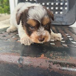 Orange collar liver and tan Parti roan - Parti male Miniature Schnauzer puppy in Scottsboro, Alabama from Whistling Dixie Schnauzers