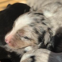 Molly - Blue merle female Border Collie puppy in North Lakeport, California from Wild Rose Ranch