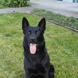 Masti - German Shepherd