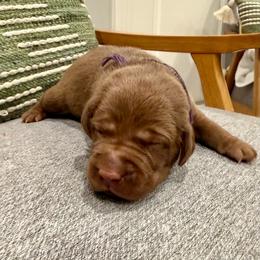 Purple collar female - Chocolate female Labrador Retriever puppy in Gainesville, Georgia from Rucker Retrievers