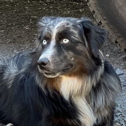 Johnny Cash - Miniature American Shepherd