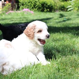 Collie, Goldendoodle, Havapoo, and Labradoodle Puppies from Oregon Valley Pups