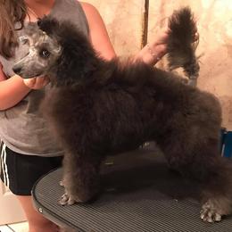 Chinese Crested and Poodle Puppies from Erisse