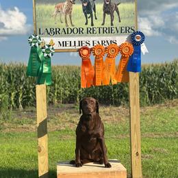 Kimber - Labrador Retriever