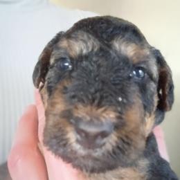 Mr. Purple - Black and tan male Airedale Terrier puppy in Trinity, Florida from Black Opal