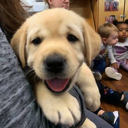 Labrador Retriever Puppies from MayCroft Labradors