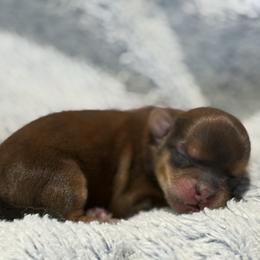 Nola - Blue and tan female Shorkie puppy in Delta, Colorado from SATA Kennels